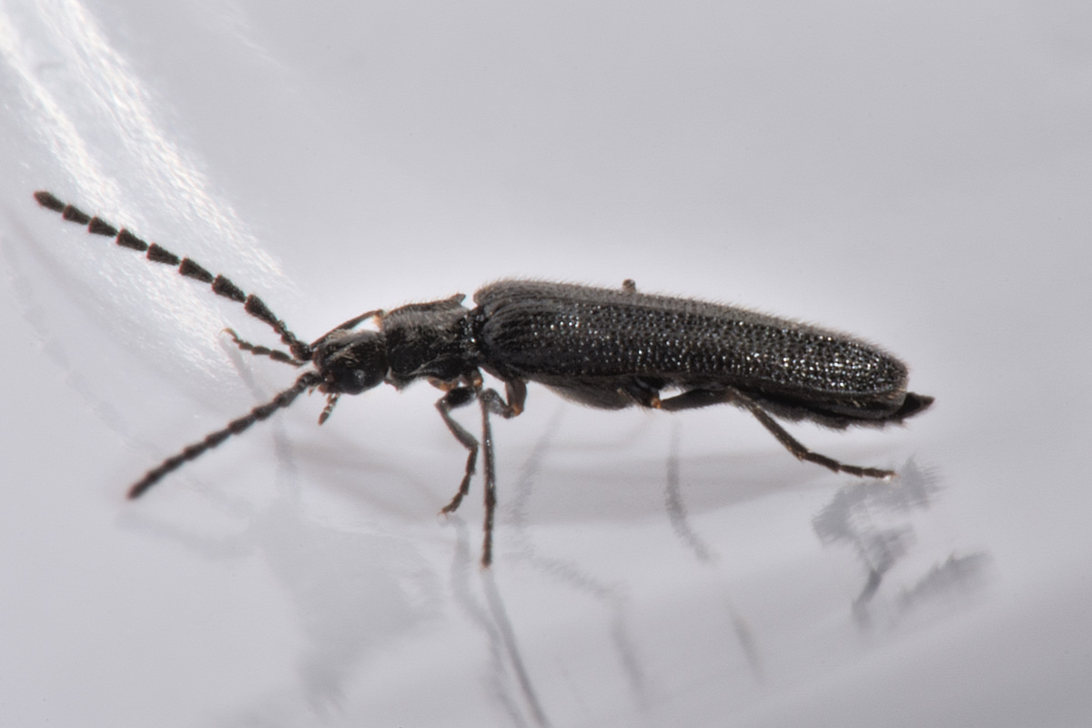 Omalisidae:  Phaeopterus sp.?  Phaeopterus unicolor, maschio